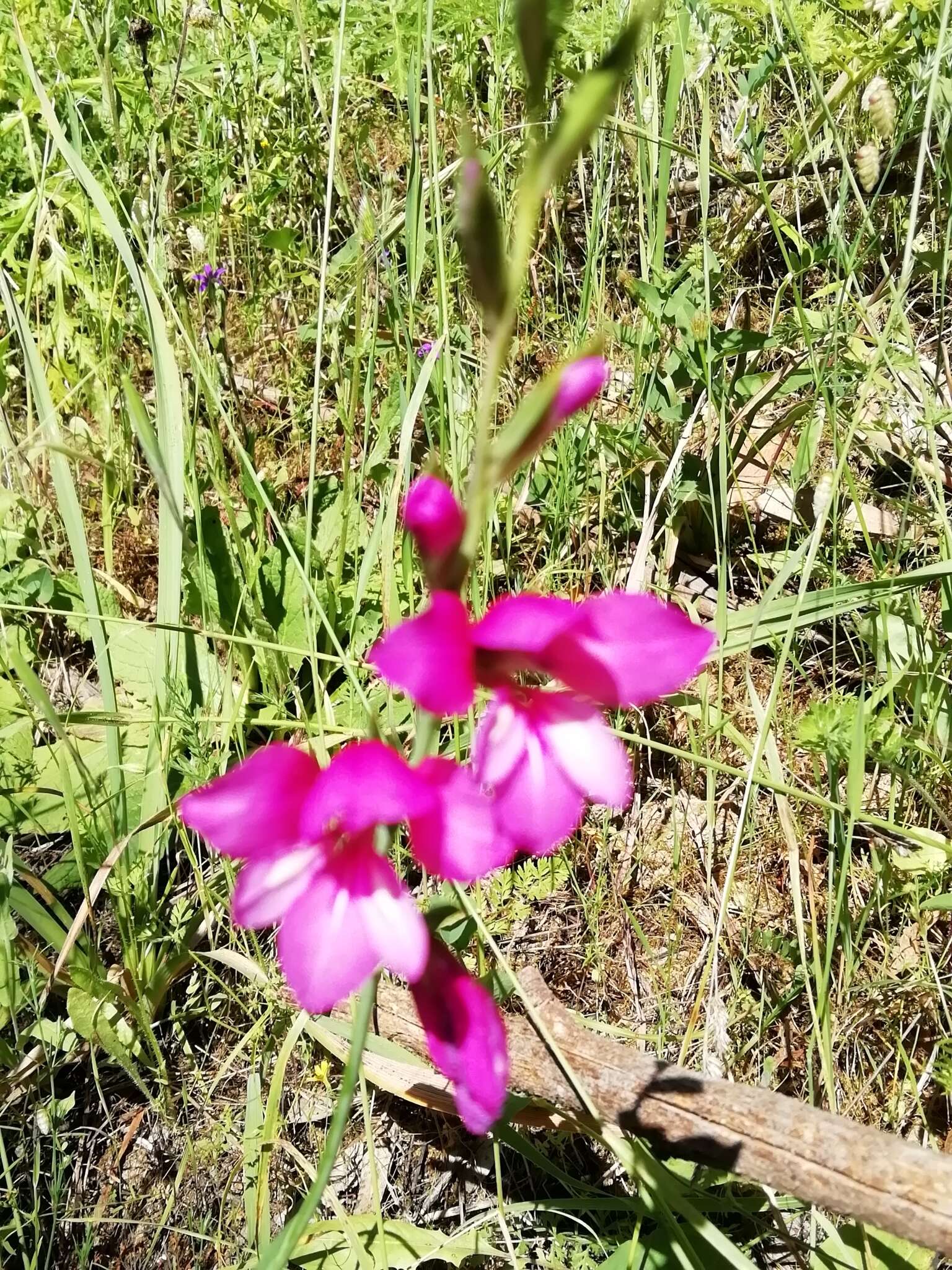 Image of Gladiolus illyricus W. D. J. Koch