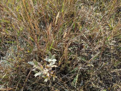 Image de Salix brachycarpa Nutt.