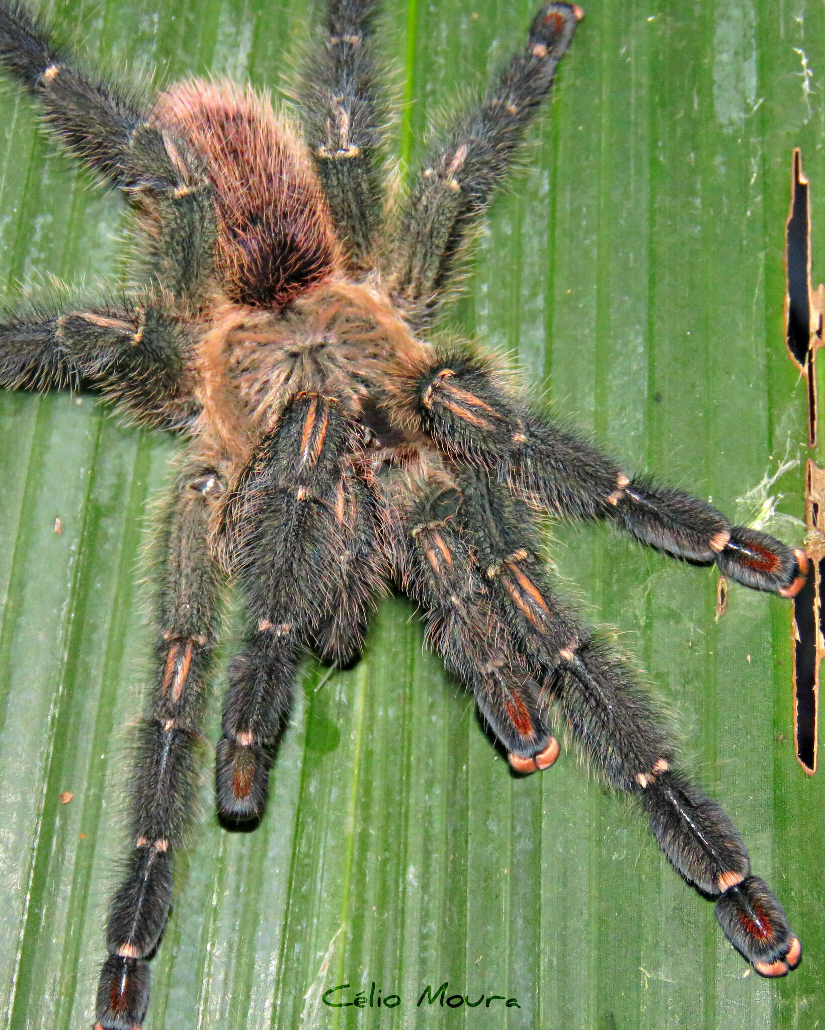 Image of Amazon Ribbed Spider