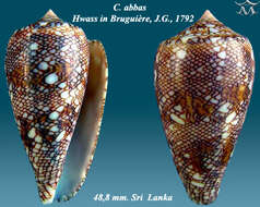 Image of Conus abbas Hwass ex Bruguière 1792