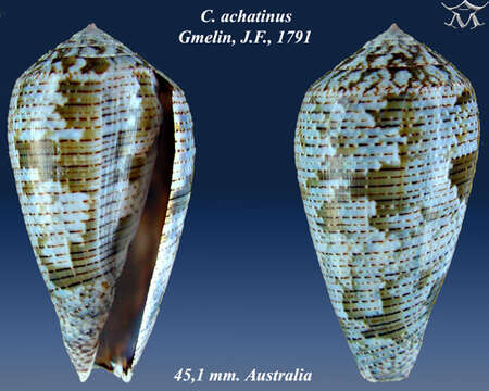 Image of Conus achatinus Gmelin 1791