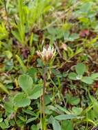 Image of longstalk clover