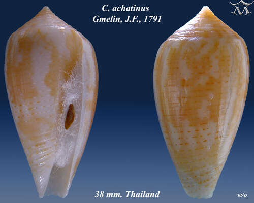 Image of Conus achatinus Gmelin 1791