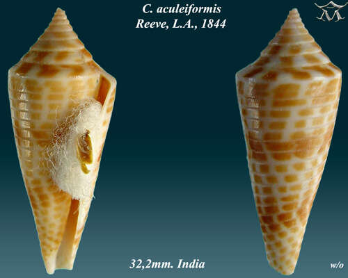Image of Spindle Cone