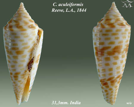 Image of Spindle Cone