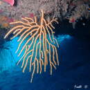 Image of yellow gorgonian