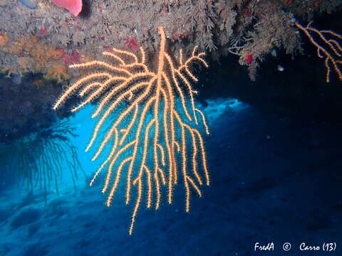 Image of yellow gorgonian