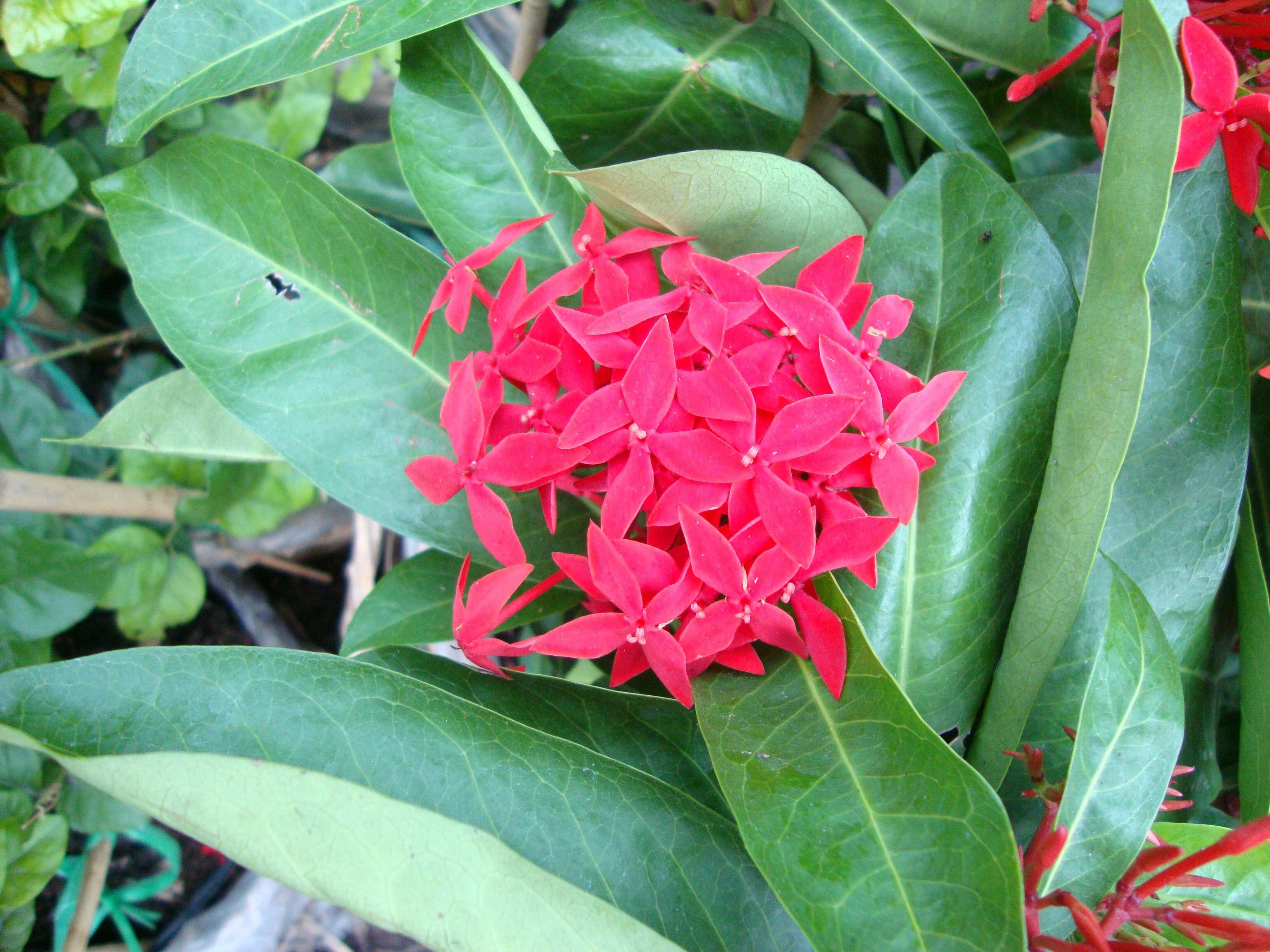 Image of scarlet jungleflame