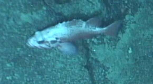 Image of Rougheye rockfish