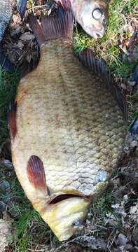 Image of Crucian Carp