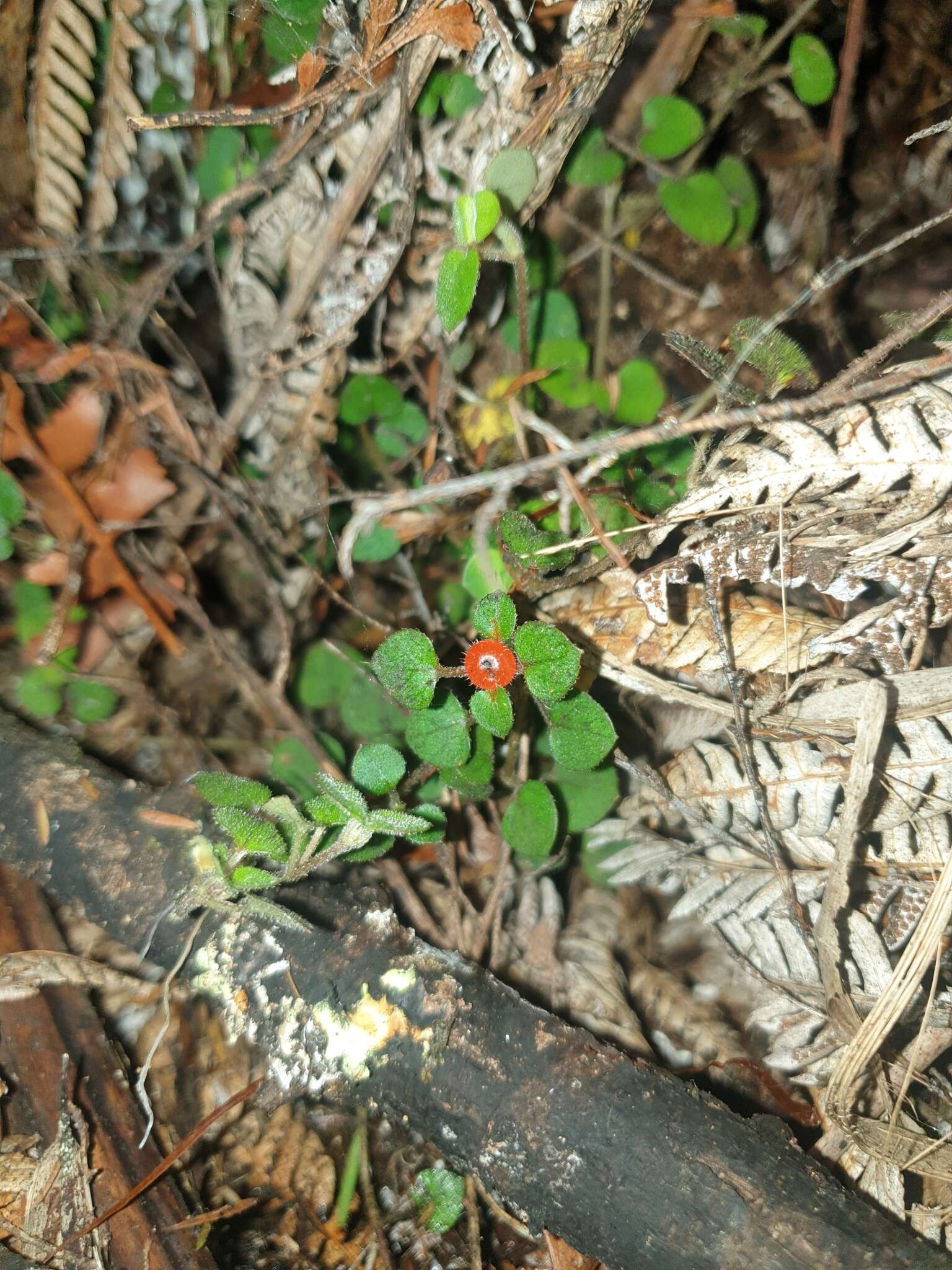 Image of Nertera dichondrifolia (A. Cunn.) Hook. fil.