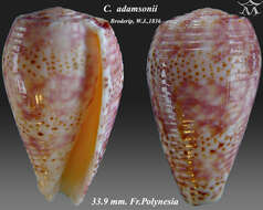 Imagem de Conus adamsonii Broderip 1836