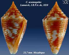 Image de Conus acutangulus Lamarck 1810