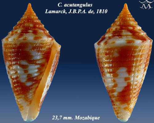 Image de Conus acutangulus Lamarck 1810