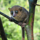 Image of Gerp's Mouse Lemur