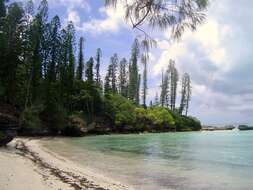 Image of New Caledonia pine