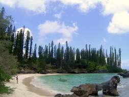 Image of New Caledonia pine