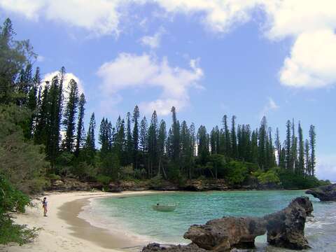 Image of New Caledonia pine