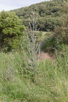 Image of rough thistle