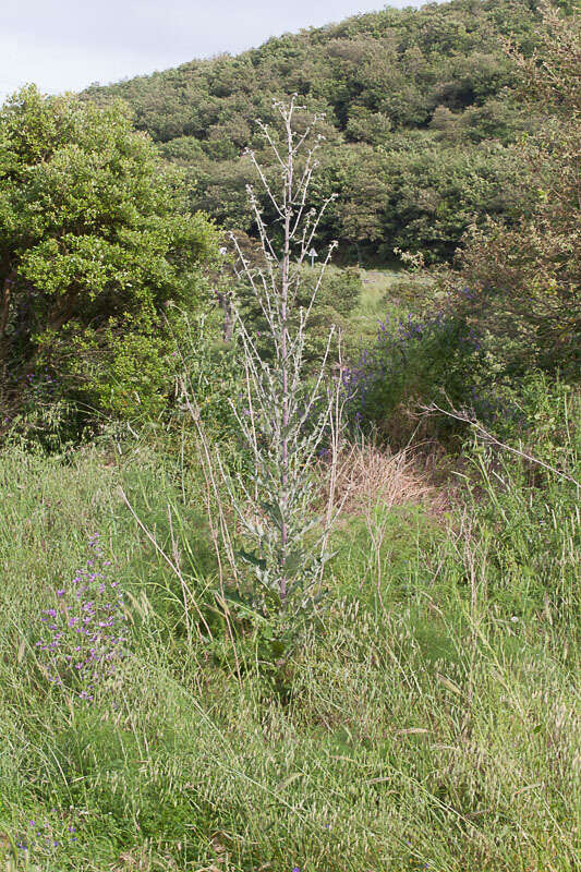 Imagem de Cirsium scabrum (Poir.) Bonnet & Barratte