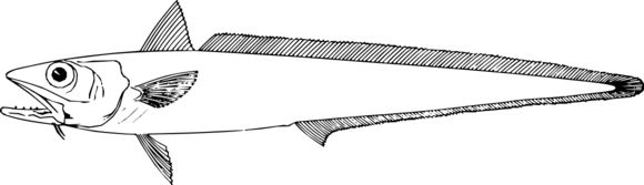 Image of Blue grenadier