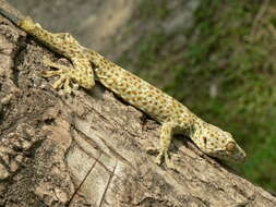 صورة Gekko gecko (Linnaeus 1758)