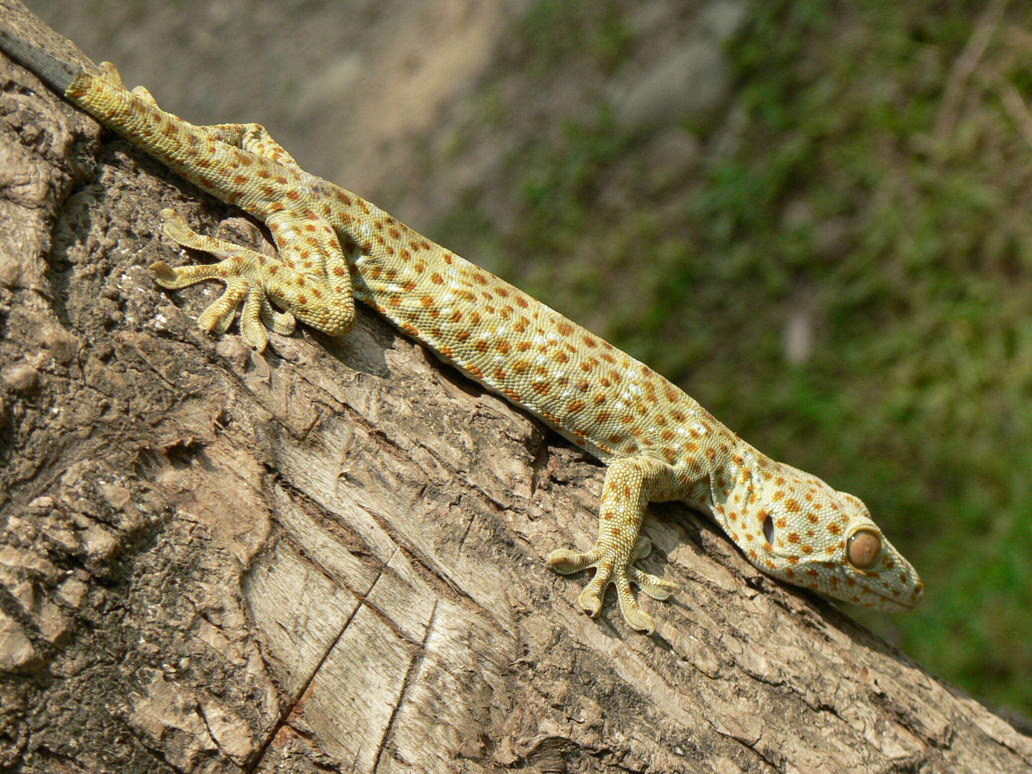 صورة Gekko gecko (Linnaeus 1758)