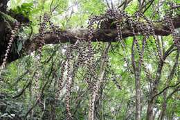 Image of Ficus minahassae (Teijsm. & De Vriese) Miq.