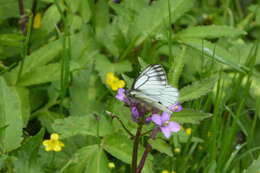 Image of Pieris davidis Oberthür 1876