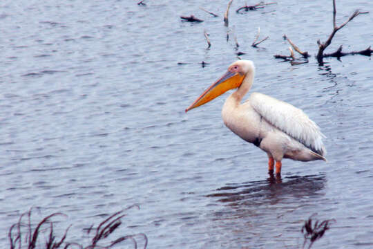 Image of Great White Pelican