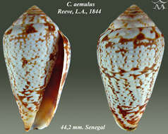 Image of Conus aemulus Reeve 1844