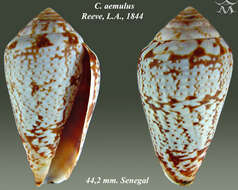 Image de Conus aemulus Reeve 1844