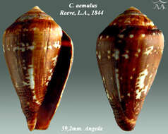 Image of Conus aemulus Reeve 1844