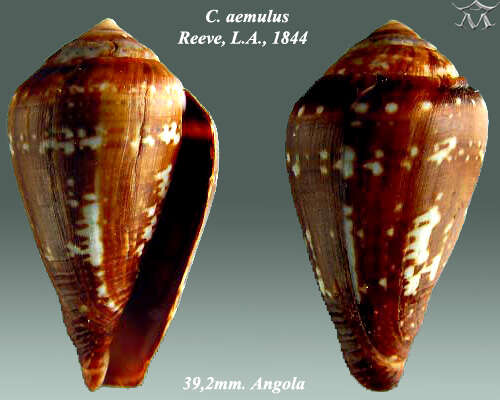 Image de Conus aemulus Reeve 1844