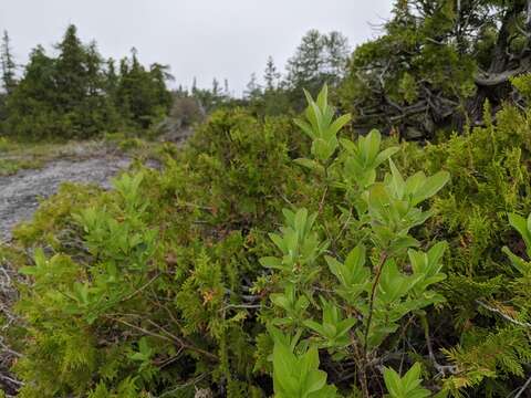 Lonicera oblongifolia (Goldie) Hook.的圖片