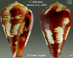 Image of Conus africanus Kiener 1848