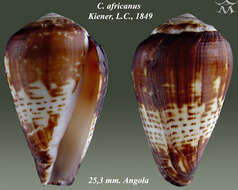 Image of Conus africanus Kiener 1848