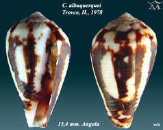 صورة Conus albuquerquei Trovão 1978