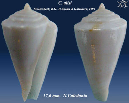 Image of Conasprella alisi (Moolenbeek, Röckel & Richard 1995)