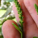 Plancia ëd Dendrocousinsia spicata Millsp.