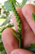 Plancia ëd Dendrocousinsia spicata Millsp.