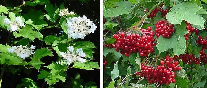 Image of Cranberry-tree