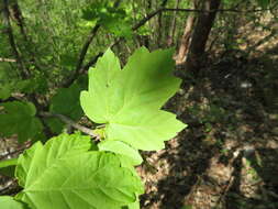 Image of Devil maple