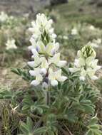 Lupinus malacophyllus Greene resmi