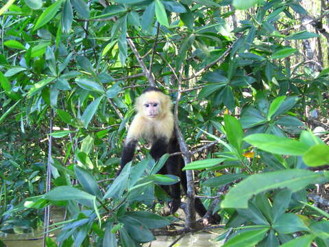 Image of white-faced capuchin