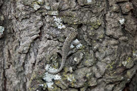 Image of Kenya Dwarf Gecko