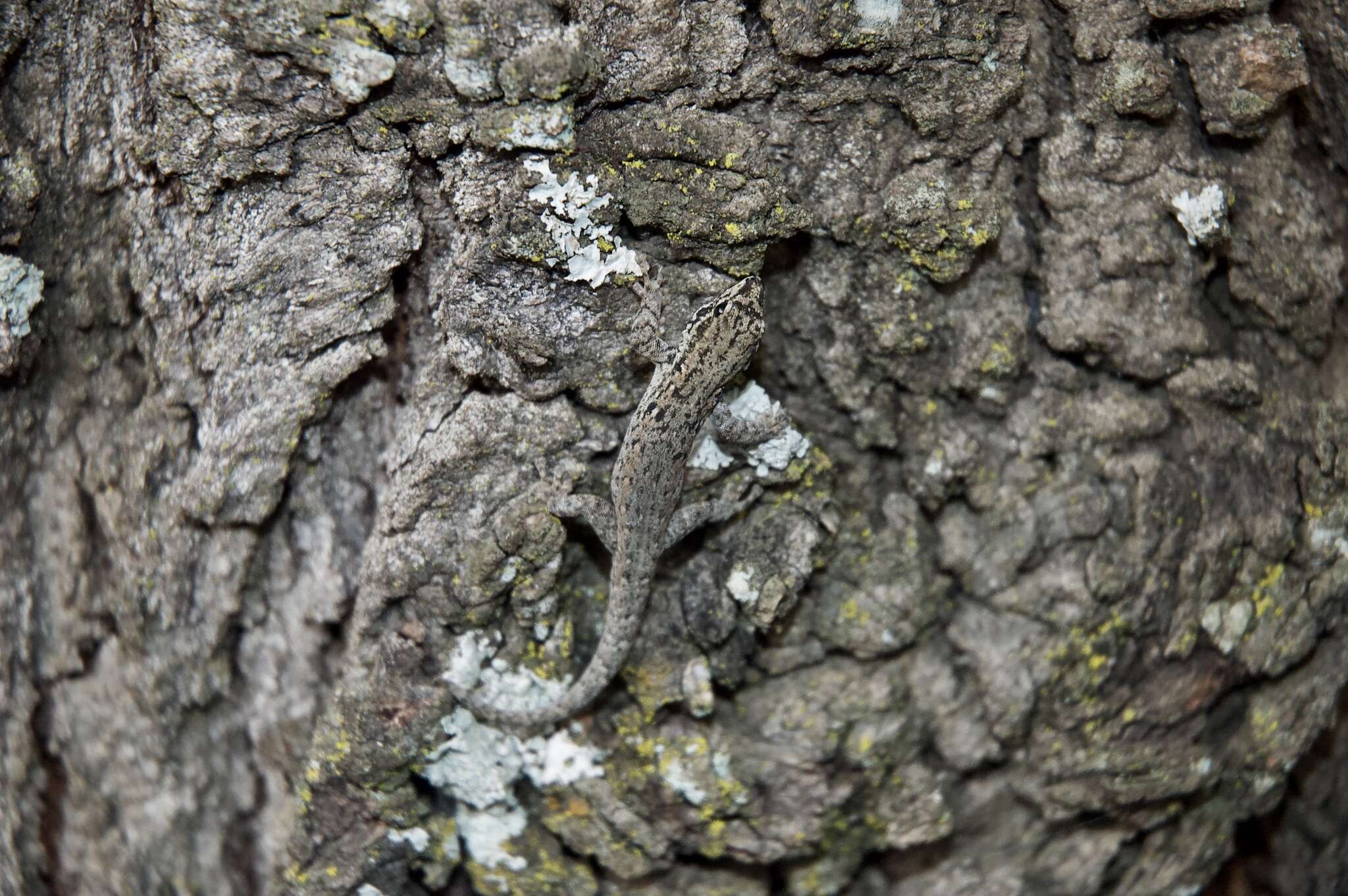 Слика од Lygodactylus keniensis Parker 1936