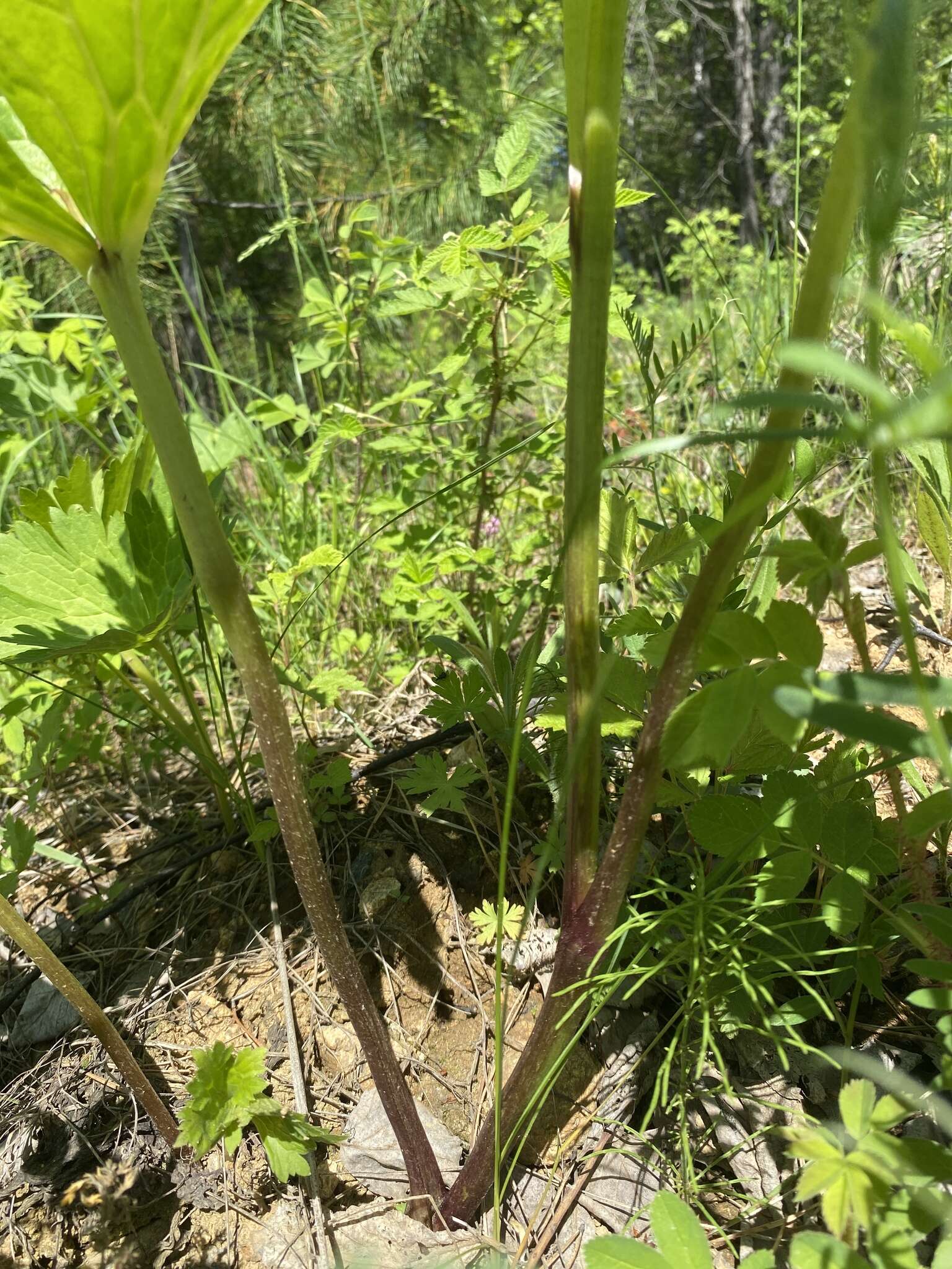 Aconitum septentrionale subsp. rubicundum (Fisch.) V. N. Voroschilov resmi