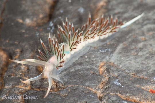 Orienthella cooperi (Cockerell 1901) resmi