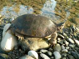 Image of Asian leaf turtle